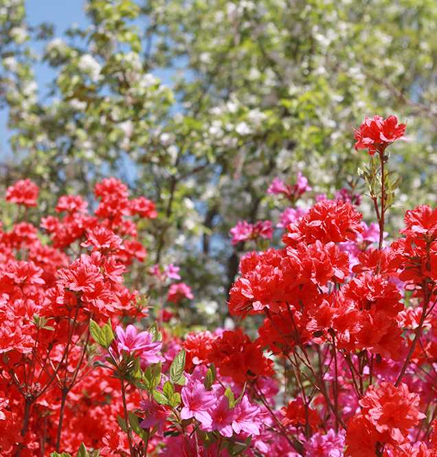 a colony of azaleas