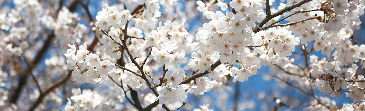 [2024.04] Riverside Cherry Blossoms Spots
