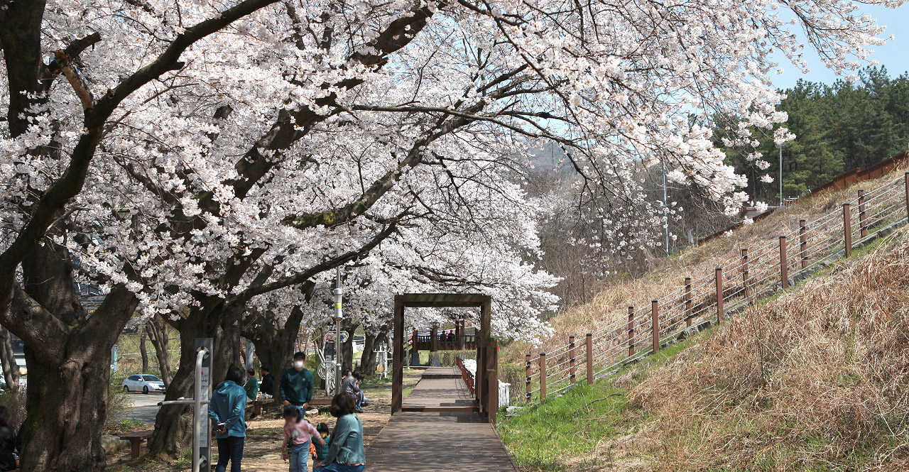 cherry blossom road