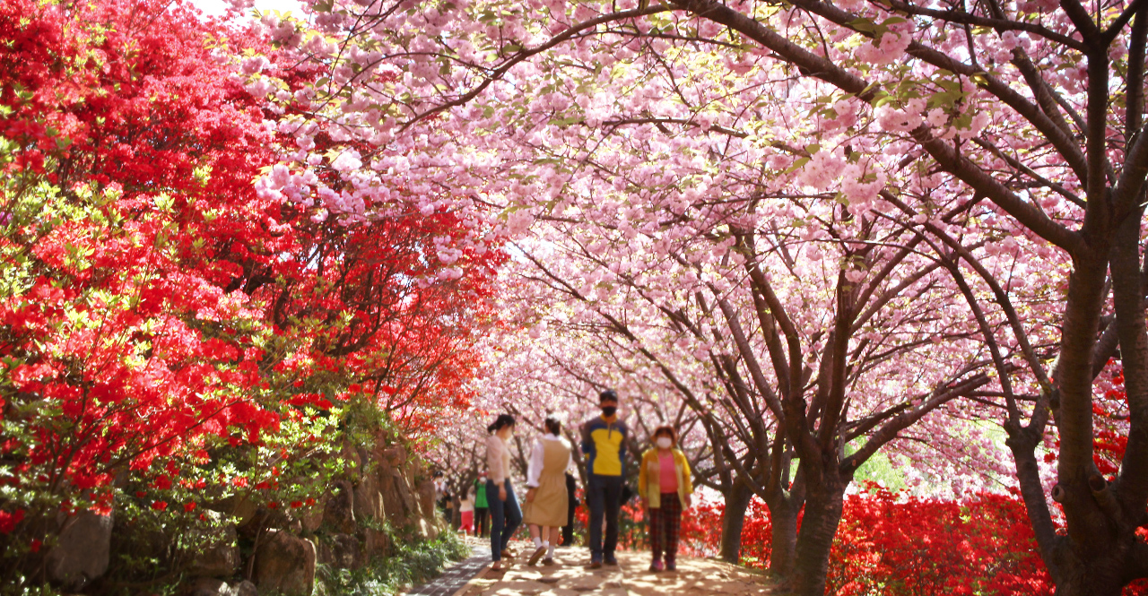겹벚꽃터널