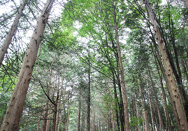 건지산 편백나무숲