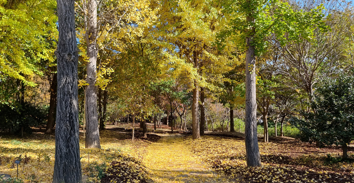 Jeonju Arboretum