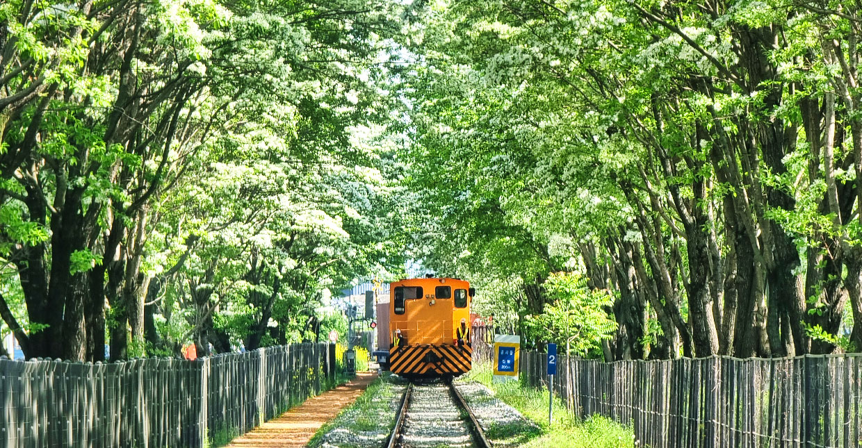 ヒトツバタゴの鉄道