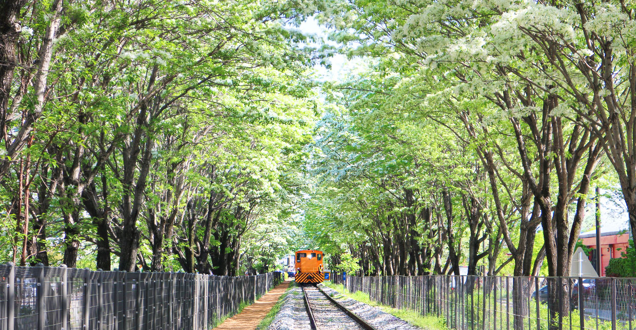 the Fringe tree railroad track