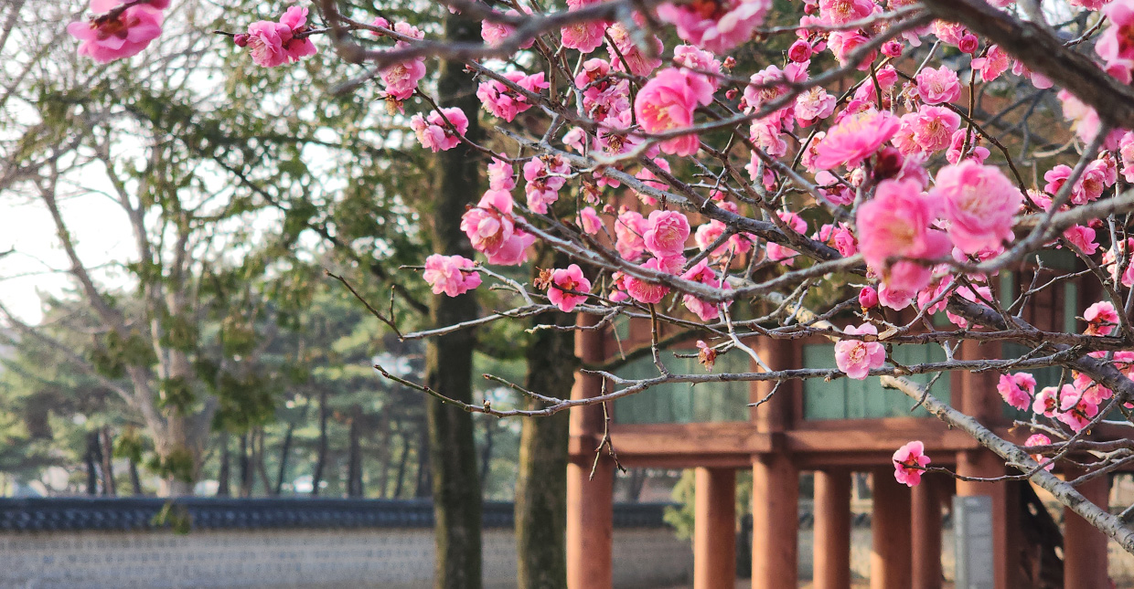 Jeonju Hanok Village