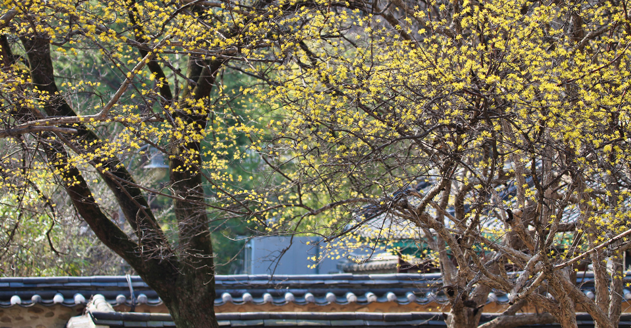Jeonju Hanok Village