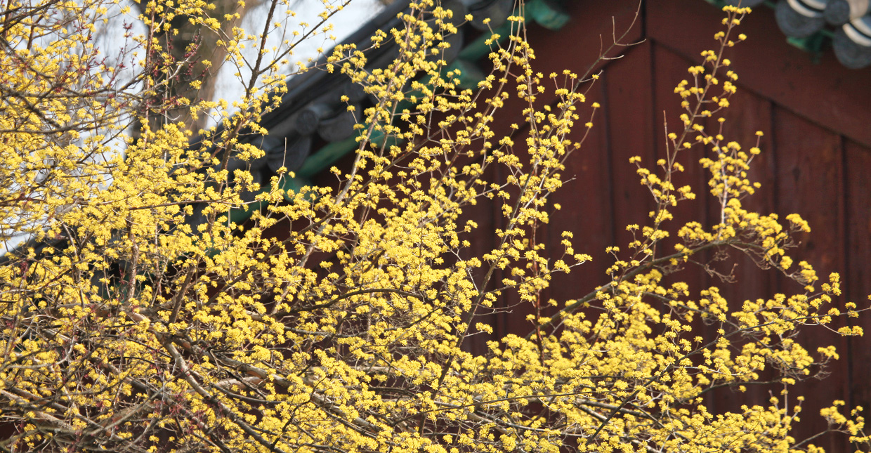 Jeonju Hanok Village
