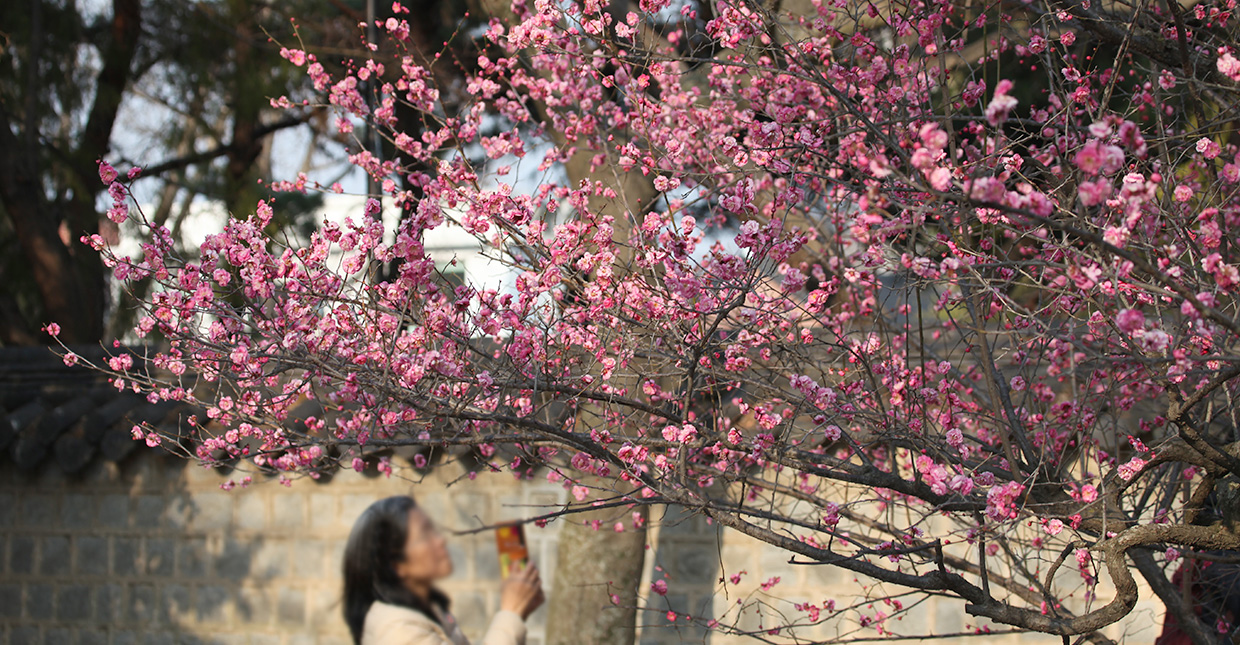 Jeonju Hanok Village