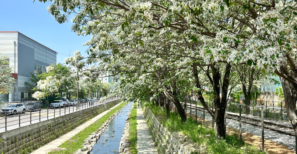 전주 이팝나무 철길