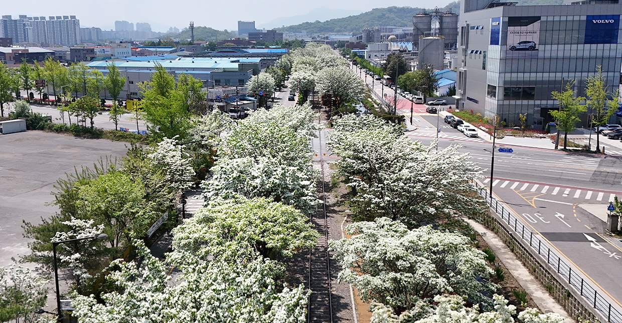 전주 이팝나무 철길