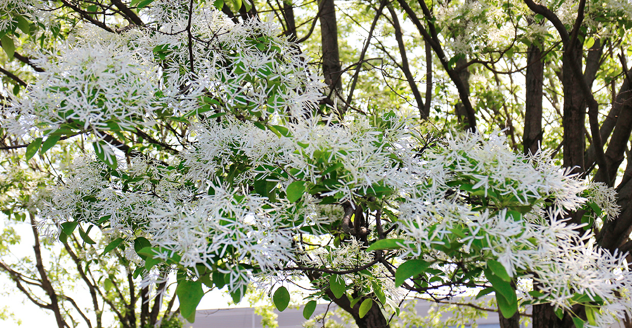 전주 이팝나무 철길