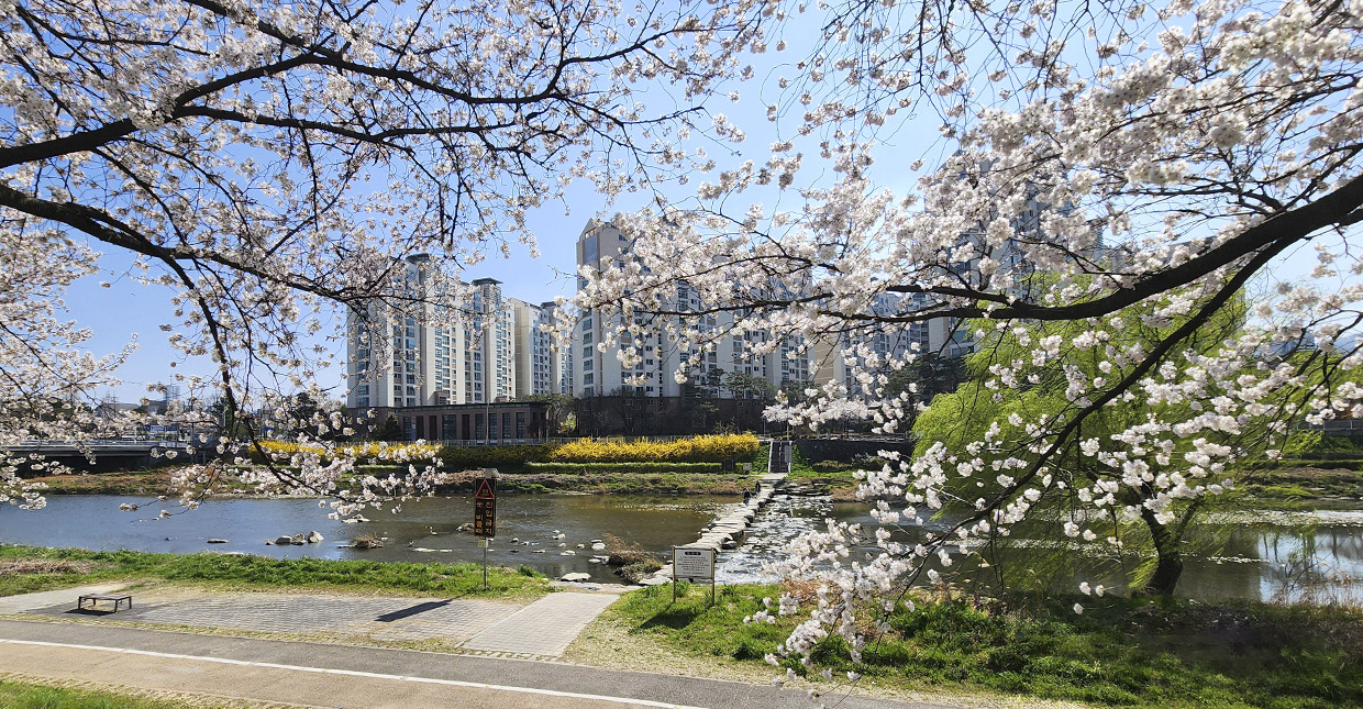 벚꽃로드