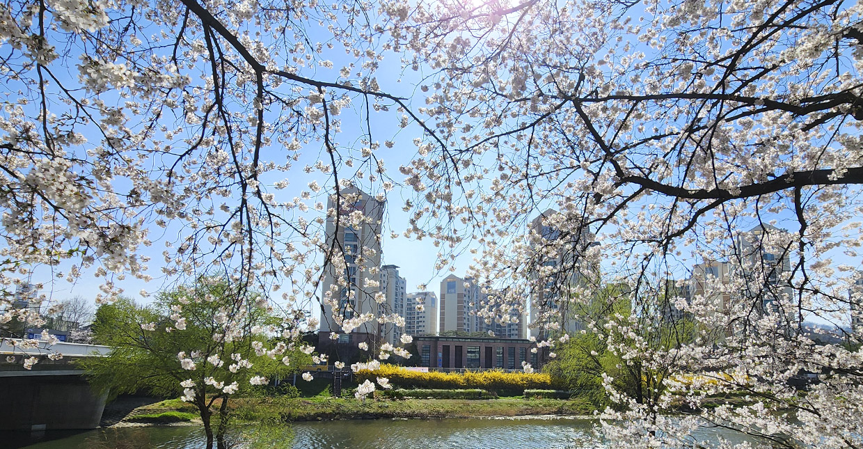 벚꽃로드
