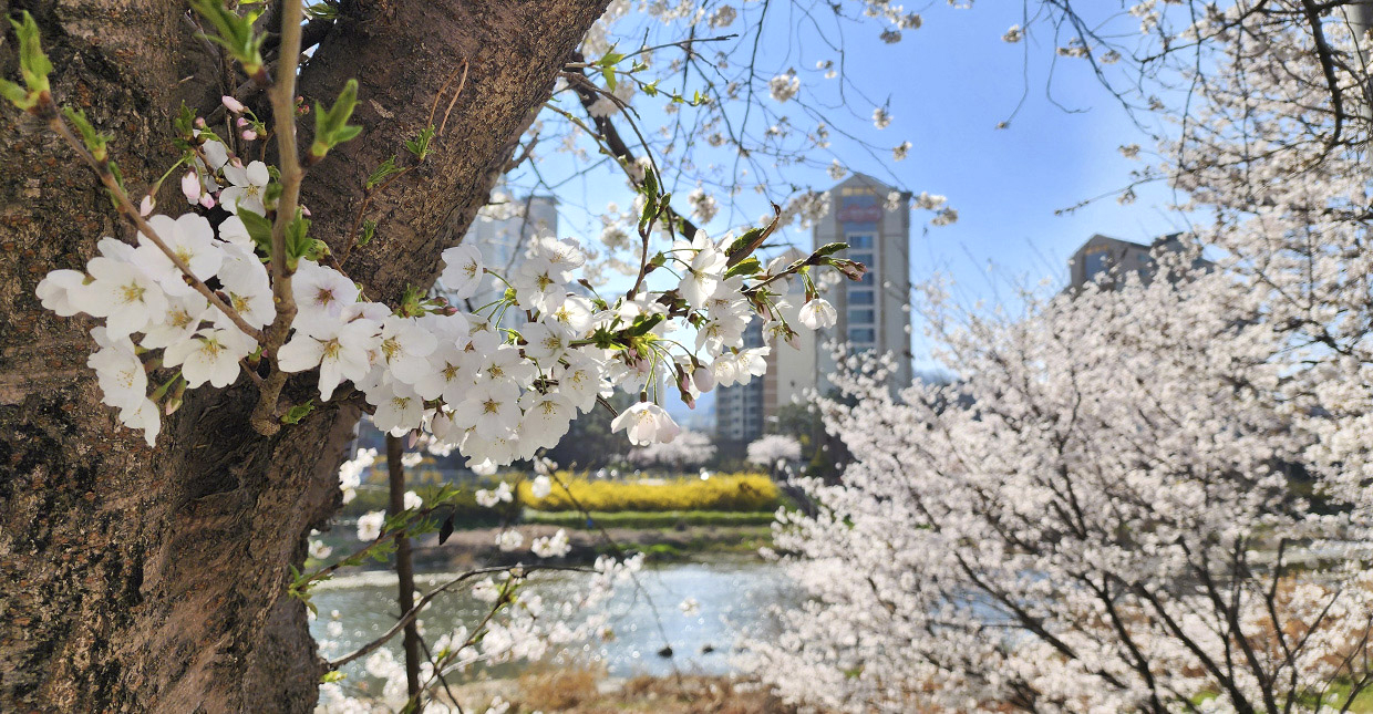 벚꽃로드