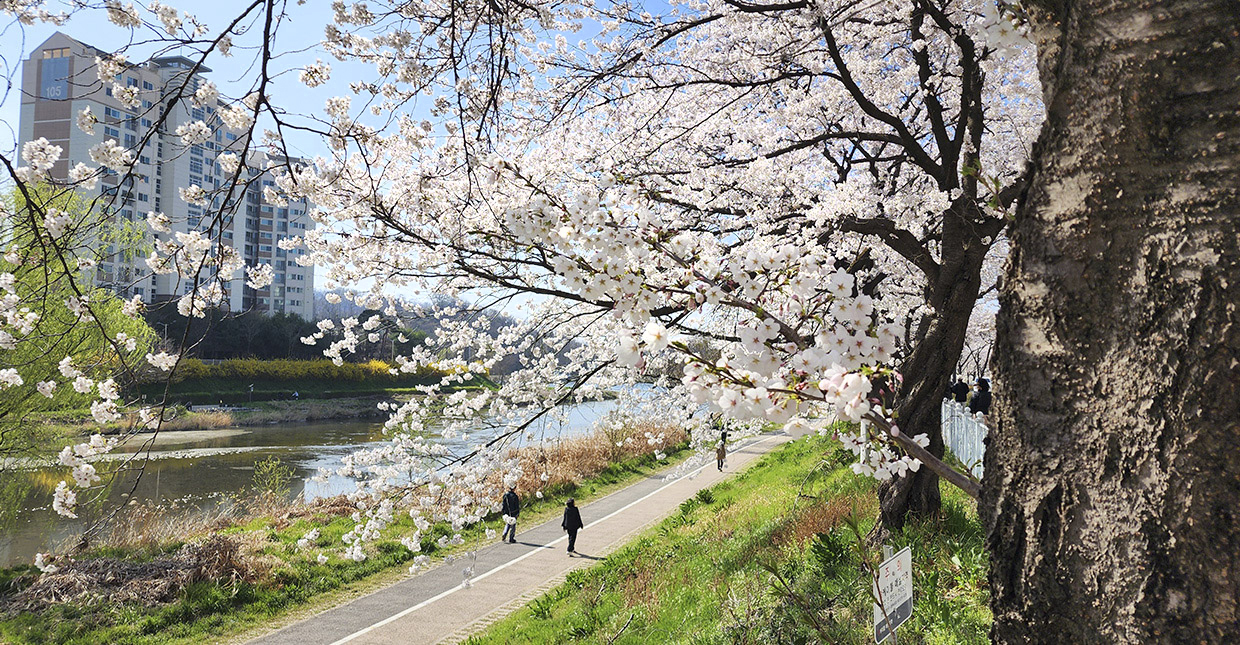 벚꽃로드