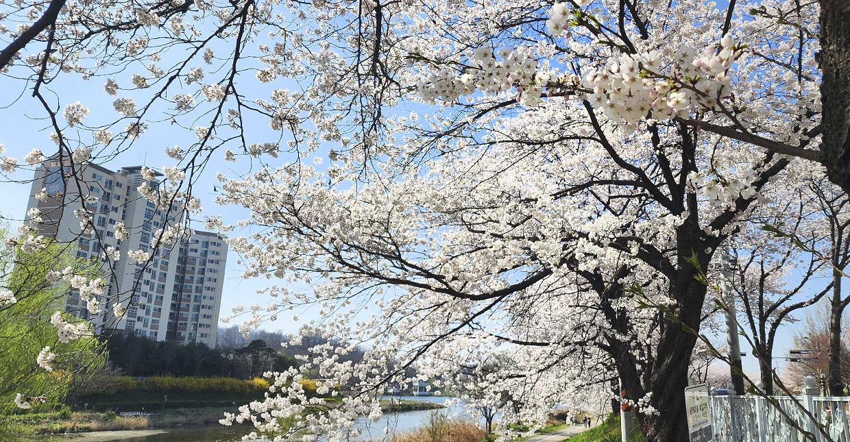 벚꽃로드