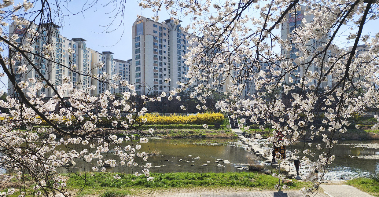 벚꽃로드