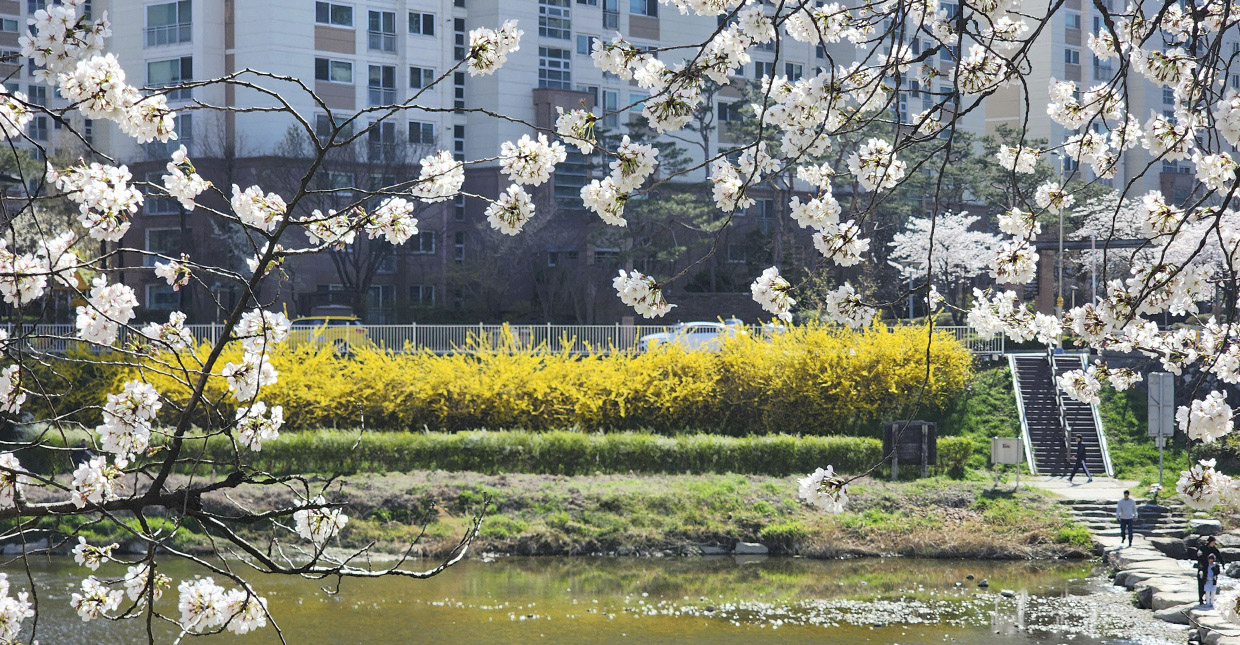 벚꽃로드