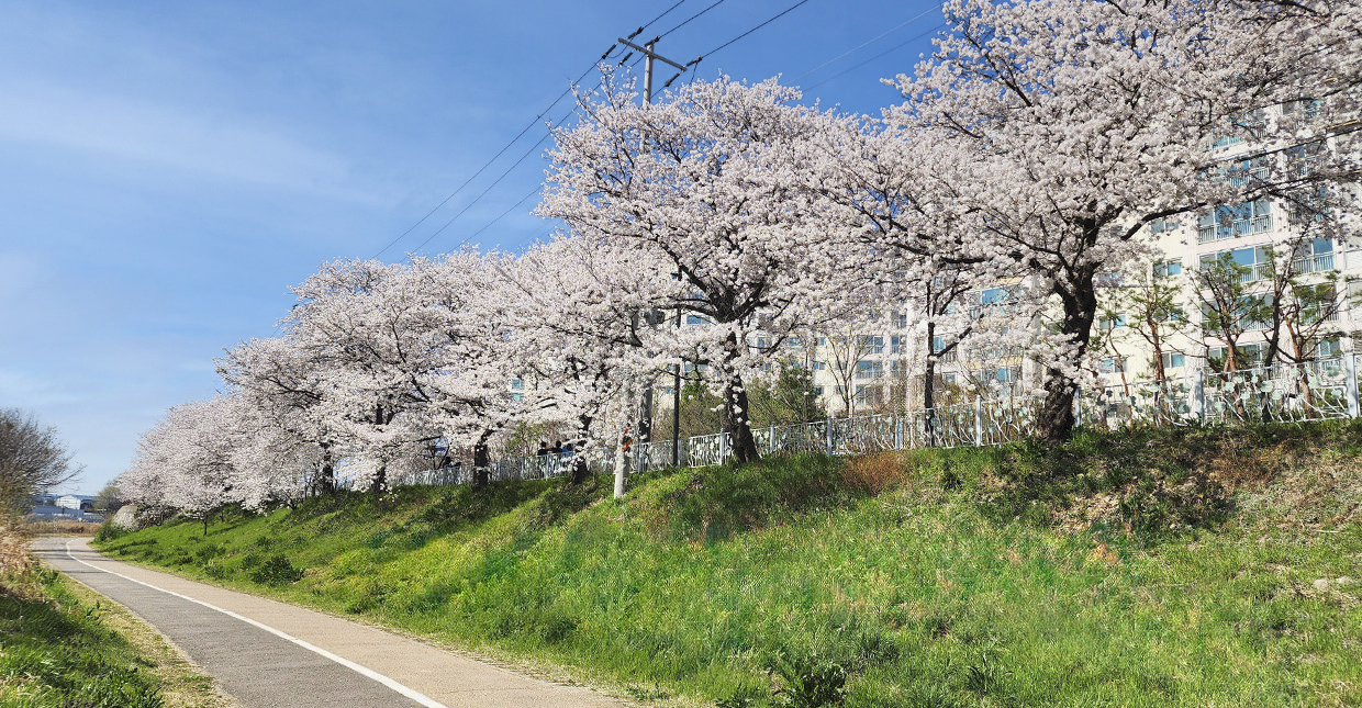 벚꽃로드
