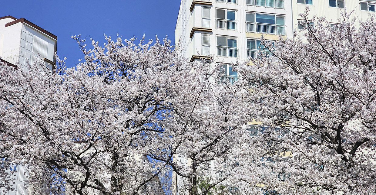 벚꽃로드