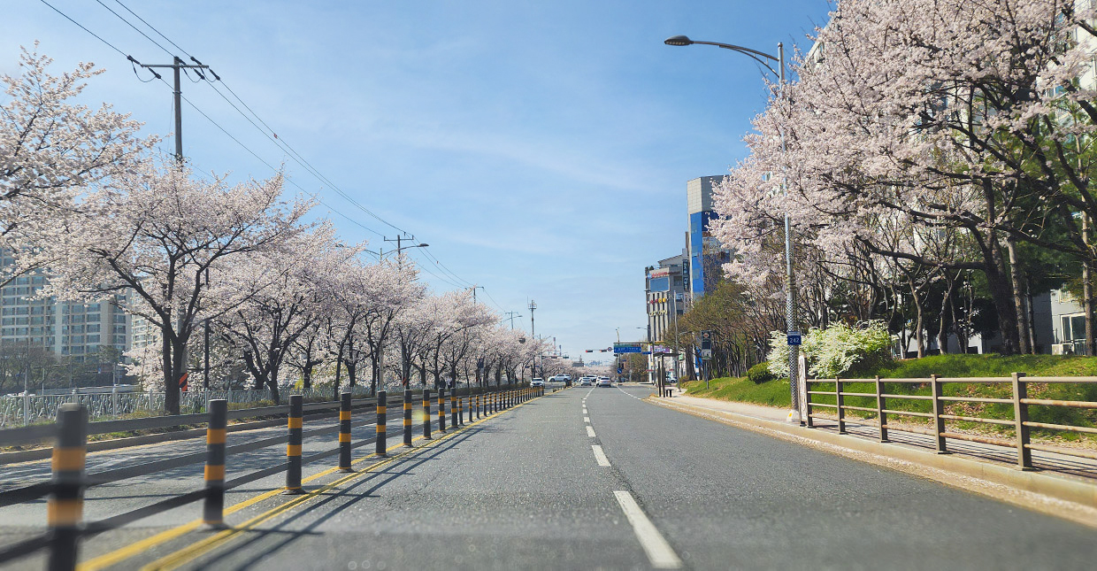 벚꽃로드