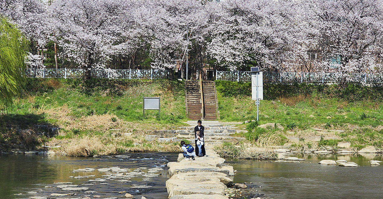 벚꽃로드
