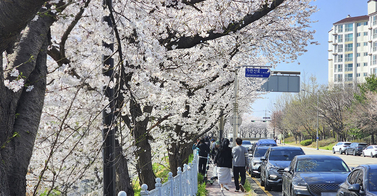벚꽃로드