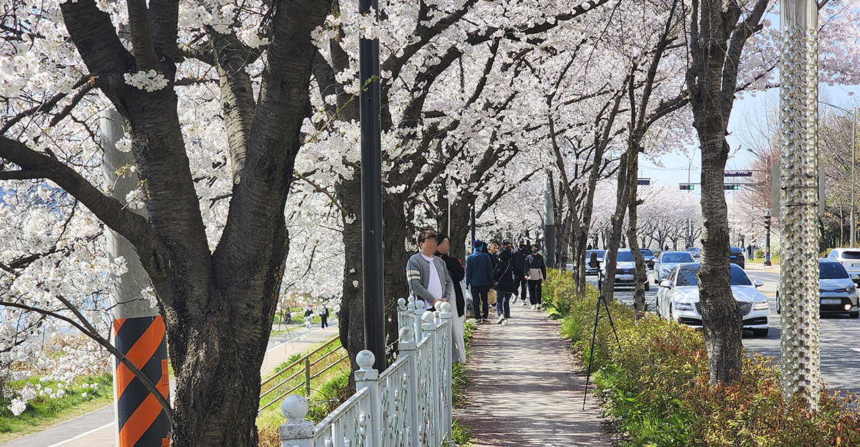 벚꽃로드