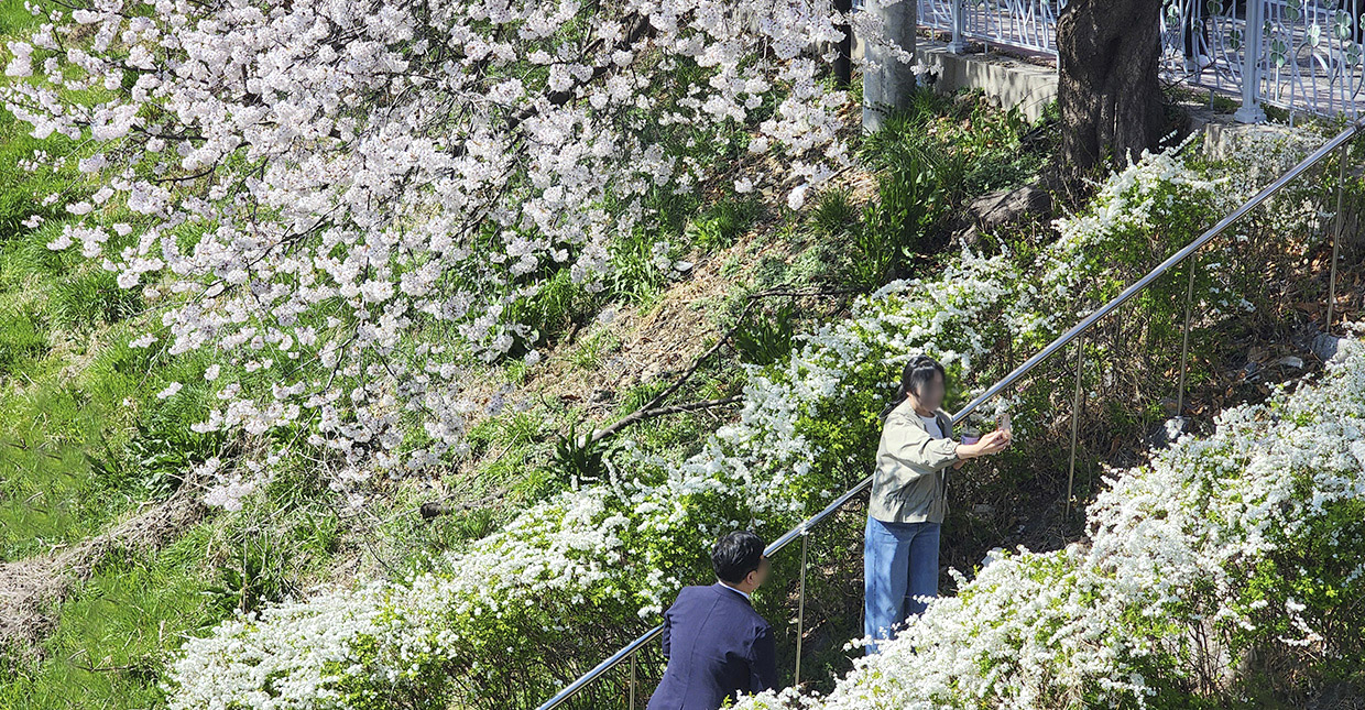 벚꽃로드
