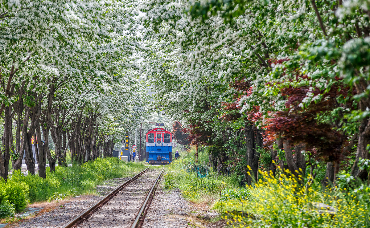 팔복동 이팝나무 철길