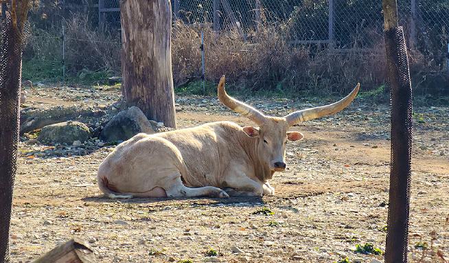 全州動物園 10번째 이미지