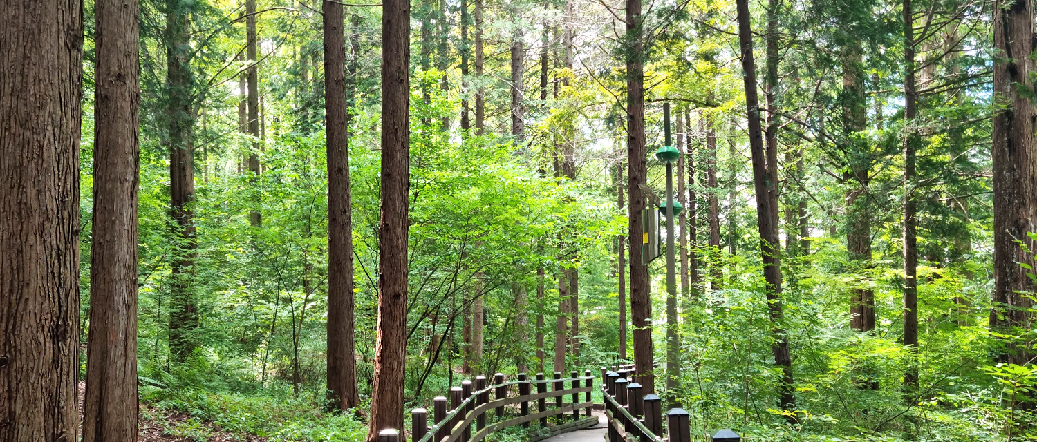 [2022.07] Geonjisan Mountain Cypress Forest