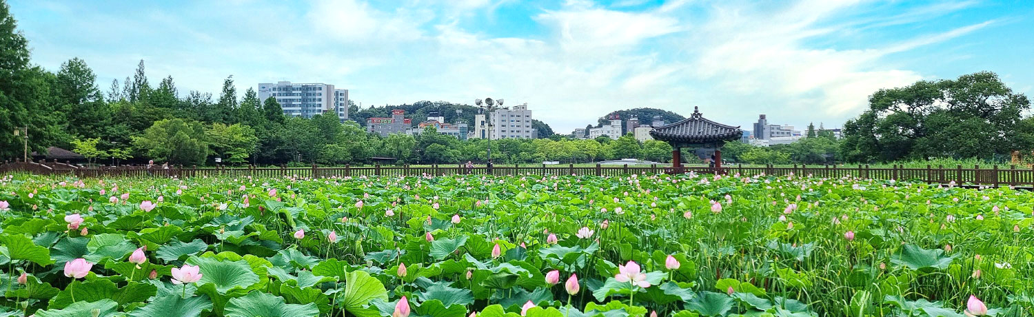 [2023.07] Deokjin Park lotus habitat