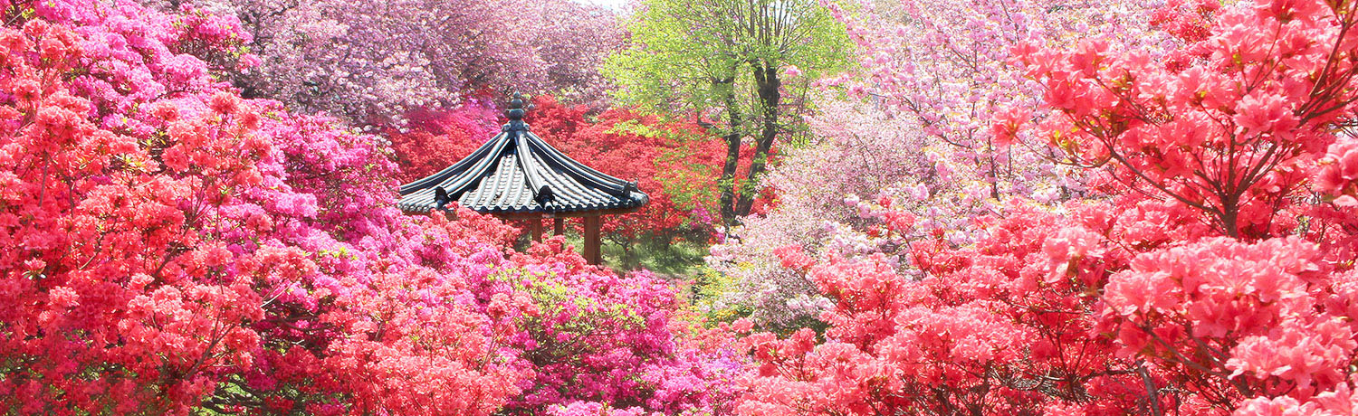 [2024.04] Jeonju Blossoming with Flowers
