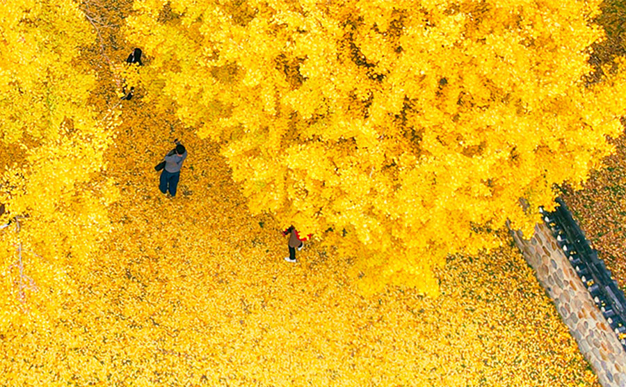 [2024.11] Autumn Golden Legacy, Jeonju Hyanggyo