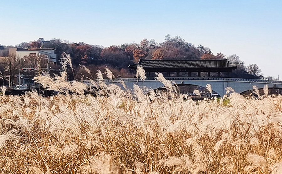 [2024.12] Silver Grass Path along Jeonju Stream