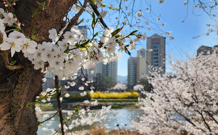 Haga District Cherry Blossom Road