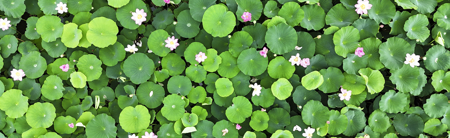 [2026.07] Flowers That Color Jeonju