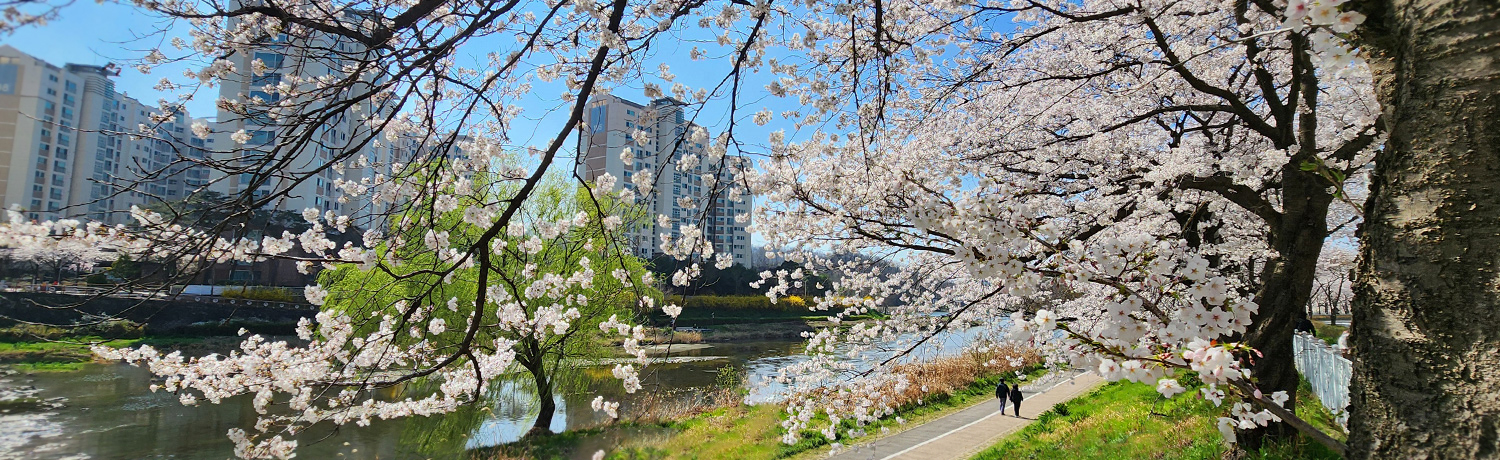河佳地区樱花大道