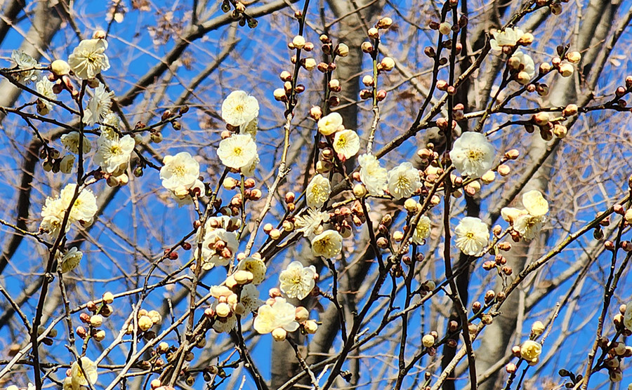[2026.02] 全州で一番早く春に出会える場所