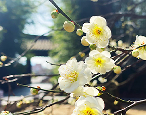 전주의 봄, 꽃처럼 설레다♡ 1번째 명소 이미지