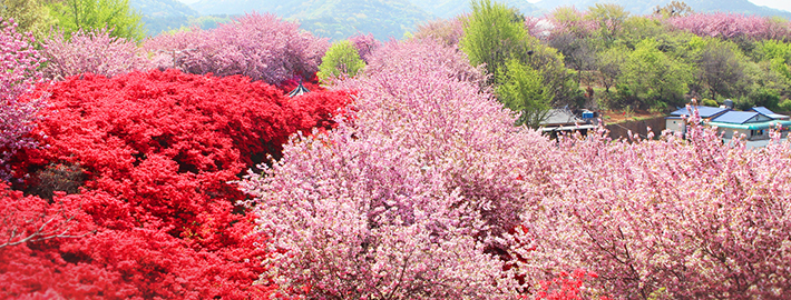 When pink flowers fall over the light green excite