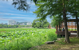徳津公園