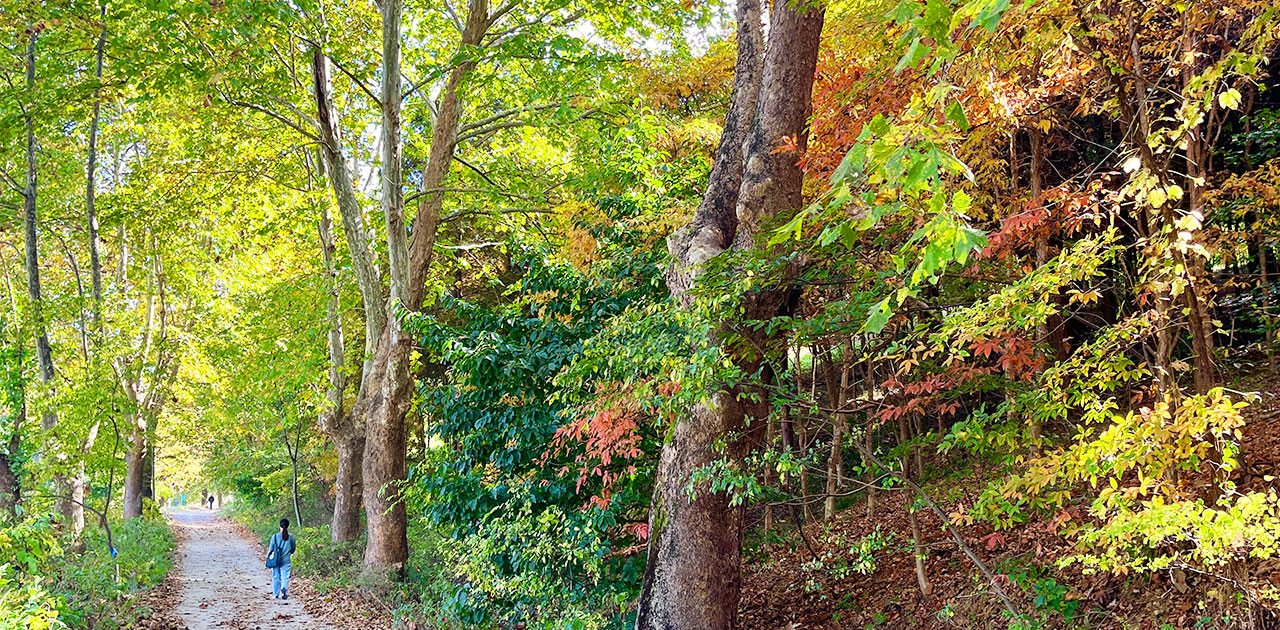 Jeonju Geonjisan Masil-gil: An Autumn Path Where City Meets Forest