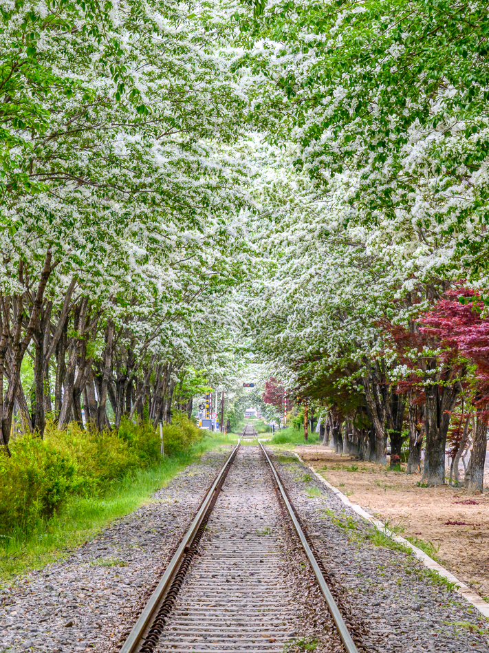2026 전주 이팝나무 축제