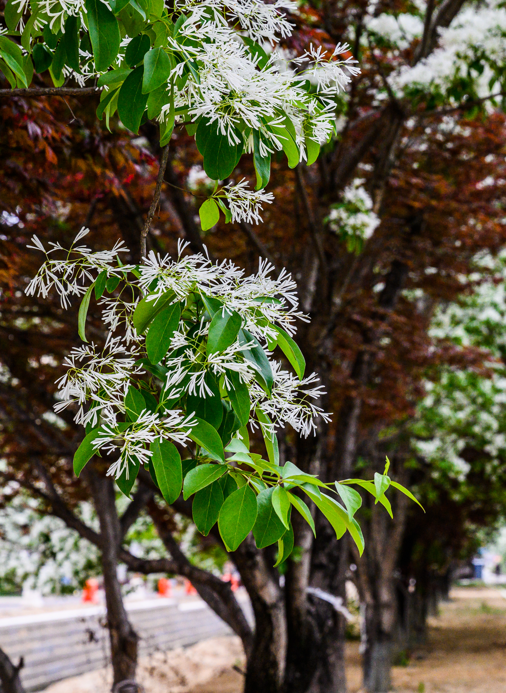 2026 전주 이팝나무 축제
